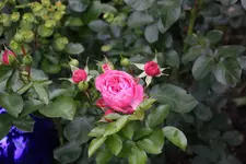 Juni         2724.webp