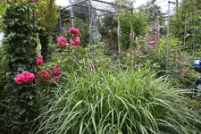 Juni         3424.webp