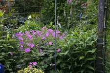 Juni         3524.webp