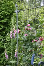 Juni         3624.webp