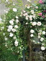 IMG_20240604_155400.webp