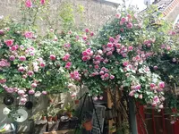 IMG_20240604_155424.webp