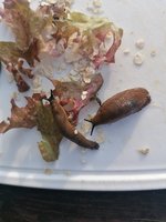 Schnecken am 06.06 um 7.17 Uhr.jpg