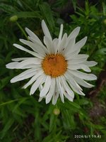 IMG_20240601_194104.jpg