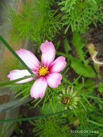 IMG_20240529_160348.jpg