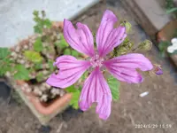 IMG_20240529_155912.webp