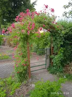 IMG_20240605_190809.webp