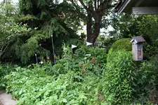 Juni         3824.webp