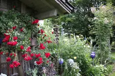 Juni         4024.webp