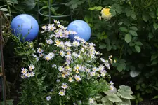 Juni         4124.webp
