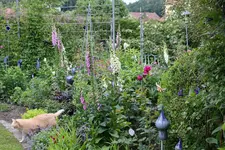 Juni         4524.webp