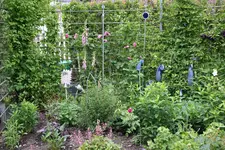 Juni         4824.webp