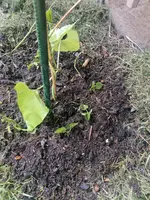 Stangenbohnennachsaat.webp