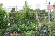 Juni         4924.webp