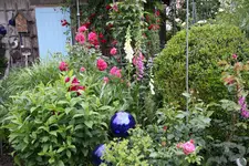 Juni         5024.webp