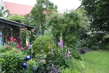Juni         5224.webp