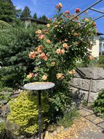 IMG_5723.jpeg