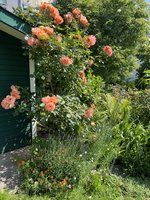 IMG_5725.jpeg