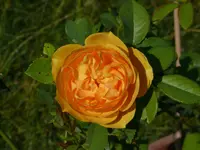 2013GrahamThomas.jpg 2013GrahamThomas.jpg