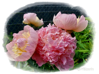 Pfingstrosen 3.webp Pfingstrosen 3.webp