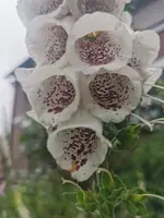 IMG_20240524_175343.webp IMG_20240524_175343.webp