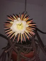 IMG_20230802_011631.webp IMG_20230802_011631.webp