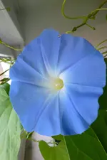 Blaue Prunkwinde.webp Blaue Prunkwinde.webp