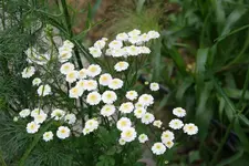 Mutterkraut 0120.webp