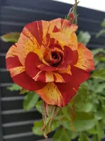 20200607_131708.webp 20200607_131708.webp