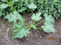 Zuchini.webp