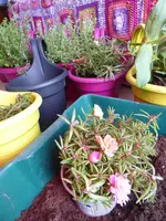 001.webp