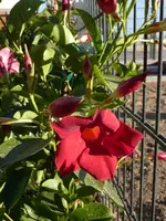 Dipladenia.webp Dipladenia.webp