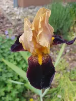 20200517_153718.webp 20200517_153718.webp