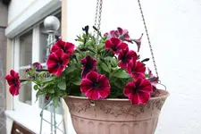 Juni         5624.webp