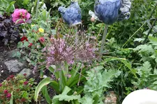 Juni         5724.webp