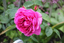 Rose Wise Portia0324.JPG