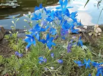 Rittersporn.webp Rittersporn.webp