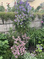 IMG_5730.jpeg