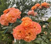 IMG_5732.jpeg