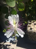 IMG_7194.webp IMG_7194.webp