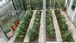 Tomaten.jpg
