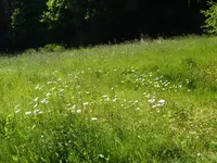 D885BB49-E614-4377-920B-6B6AA03D20C0.jpeg
