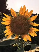 IMG_20210723_184925.webp IMG_20210723_184925.webp