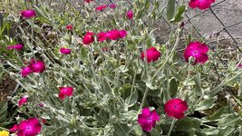 IMG_0129.jpeg