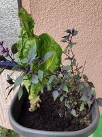Salat Eisberg Tubi & Basilikum (1).jpg