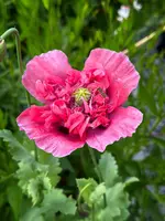 IMG_1114.webp IMG_1114.webp