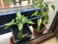 Paprika 'Beluga Purple'_24-05-27_01_links.jpg