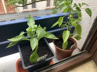 Paprika 'Beluga Purple'_24-05-27_01_links.jpg