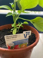 Paprika 'Lubega Mini red'_24-05-27_01_.jpg