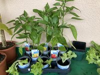 Paprika*24-05-27*01.jpg